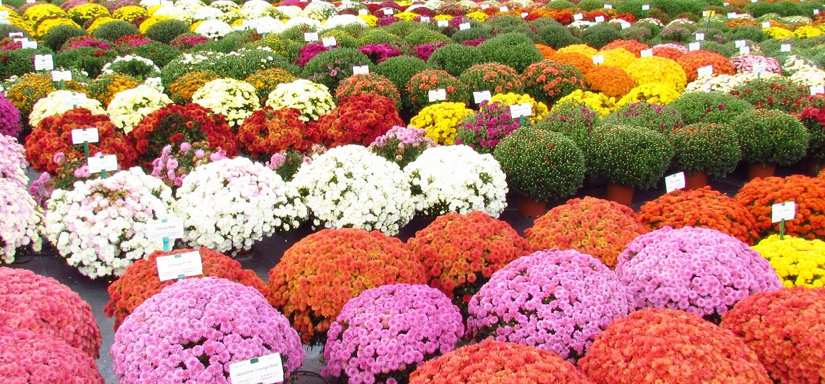 Chrysanthemum Flower Show 2016