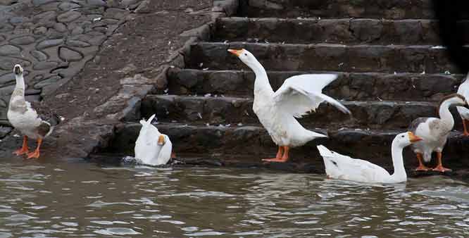 Things you must try when you visit the beautiful, Sukhna lake Chandigarh