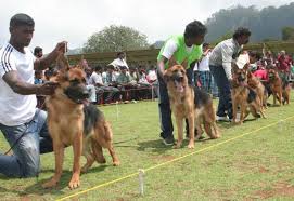 Dog Show