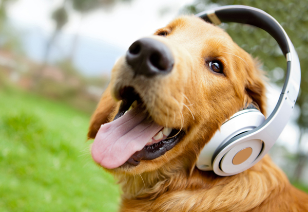 #Event: A Dayout with dogs at  a Dog Show 2017 Chandigarh