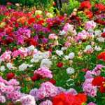 Musical Nights for Rose Festival