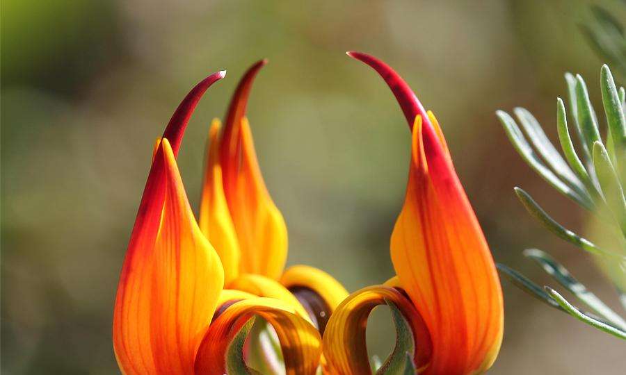 10 Rarest Beautiful Flowers That Exist On The Earth