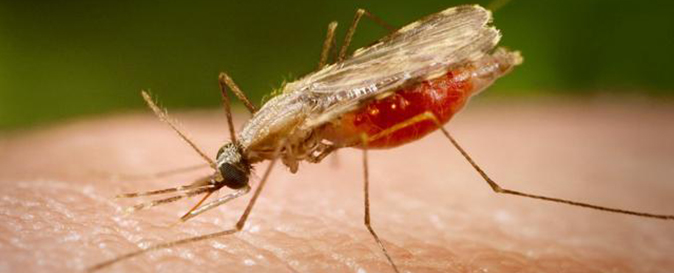 The Health Department to launch Mobile App for vector-borne diseases in Chandigarh