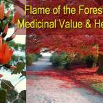 Know About The Medicinal Values Official Flower Of Chandigarh