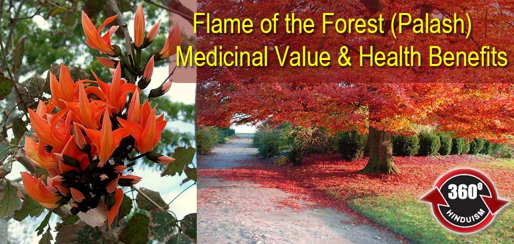 Know About The Medicinal Values & Health Benefits Of Official Flower Of Chandigarh