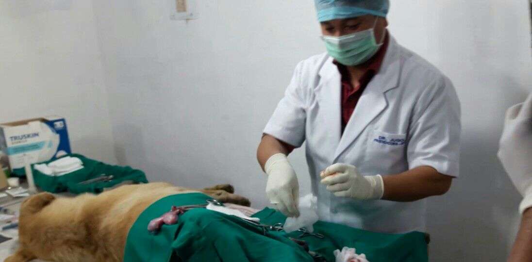 Mohali MC To Hire Udgir-Based NGO For Sterilisation Of Stray Dogs