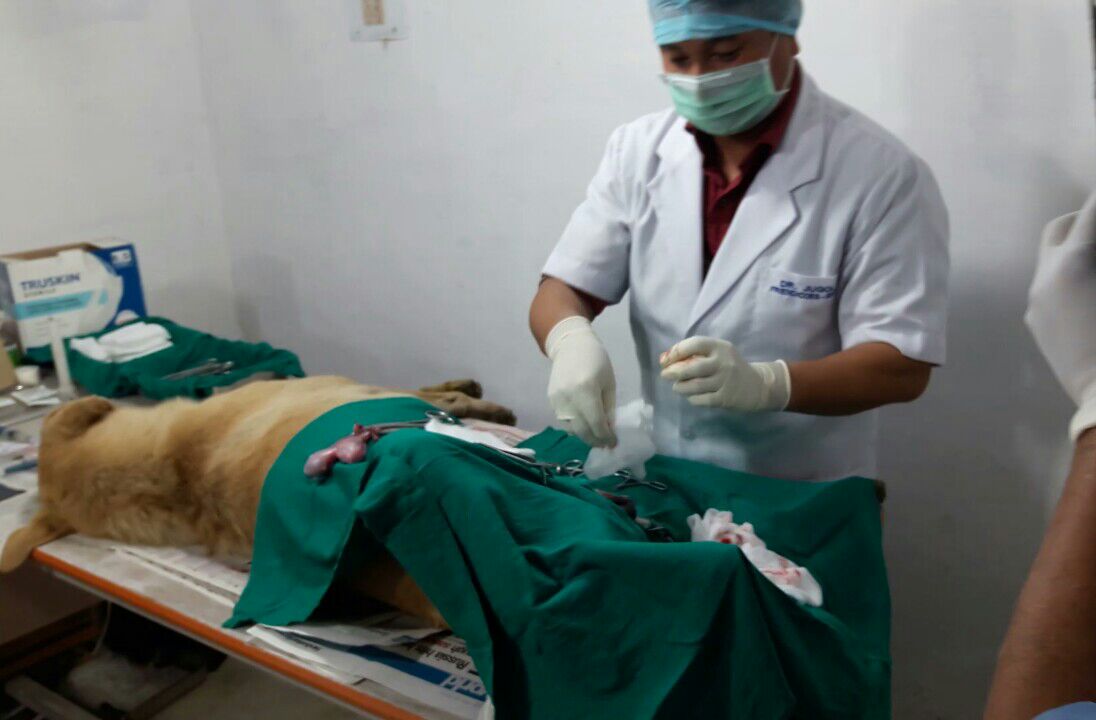 Mohali MC To Hire Udgir-Based NGO For Sterilisation Of Stray Dogs