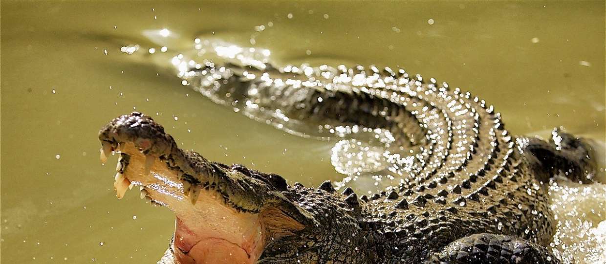 Interesting Facts About Crocodiles: Know “Why Crying Crocodile” Tears Is So Famous