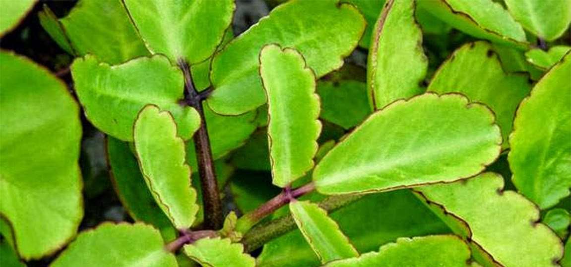 Some Amazing Health Benefits Of Medicinal Plant “Patharchatta”