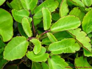 Some Amazing Health Benefits Of Medicinal Plant "Patharchatta"