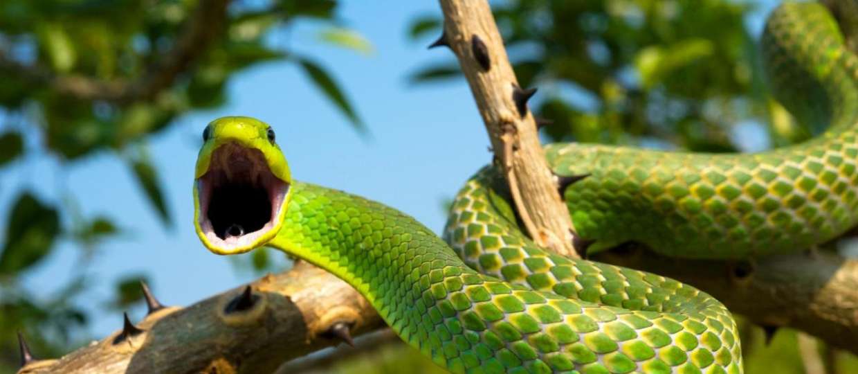 Interesting Facts About Snakes That Will Surprise You