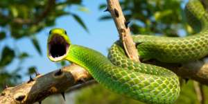 Interesting Facts About Snakes That Will Surprise You