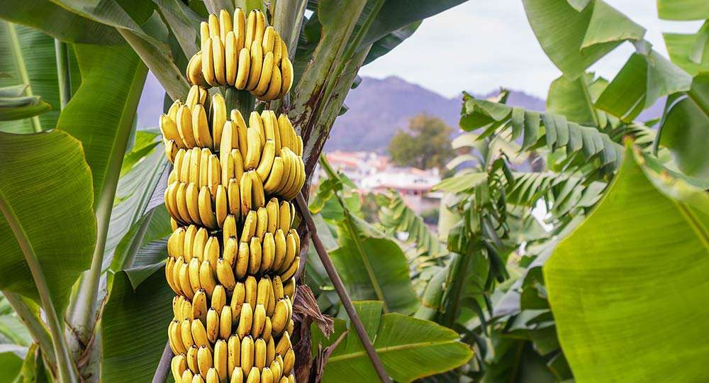 7 Benefits Of Eating Banana Daily That Will Make You Healthy