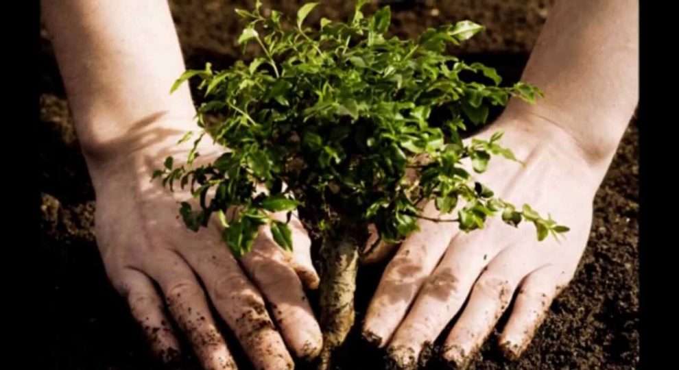Chandigarh Going To Get More Greener With 40,000 Trees And Shrubs