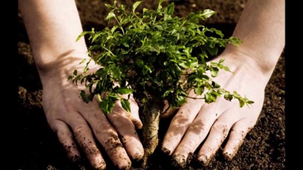 Chandigarh Going To Get More Greener With Trees And Shrubs