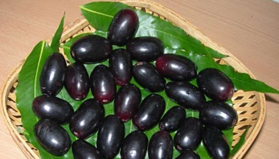 Amazing Health Benefits of Jamun Fruit (Black Plum)