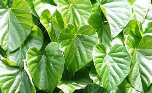 Know The Health Benefits Of Giloy A Magical Herb