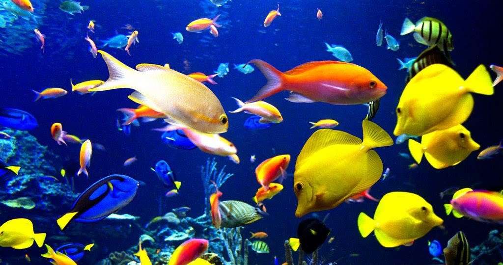 Some Interesting Facts About The Fish That You Should Read