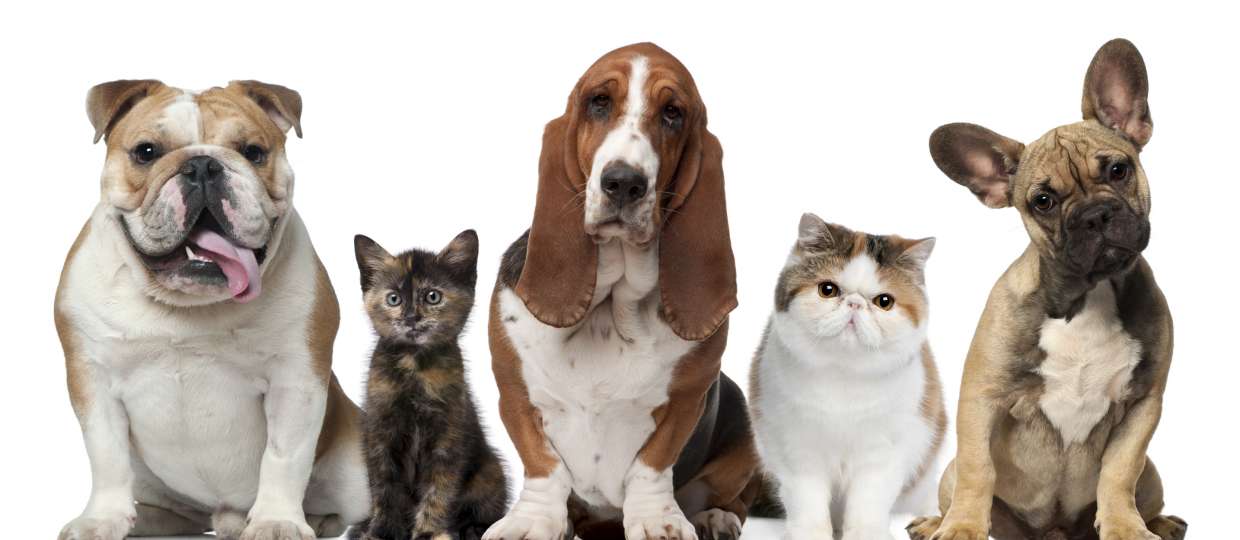 List Of Benefits Of Having Pets In Our Homes