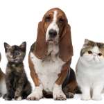 List Of Benefits Of Having Pets In Our Homes