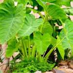 Taro leaves that are deep green and have heart-shaped are extremely healthy for us