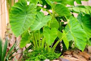 Taro leaves that are deep green and have heart-shaped are extremely healthy for us