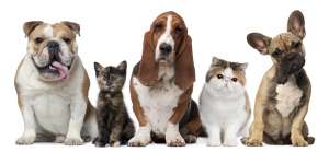 List Of Benefits Of Having Pets In Our Homes