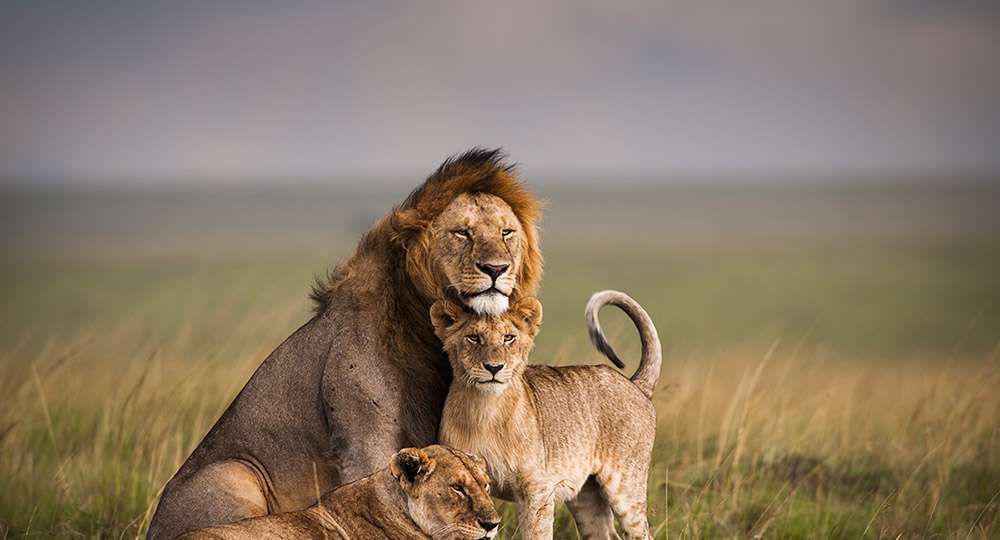 Lion Facts: Here are Some Interesting Facts Of The Lions