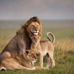 Lion Facts: Know About Some Interesting Facts Of The Lions