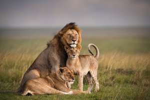 Lion Facts: Know About Some Interesting Facts Of The Lions