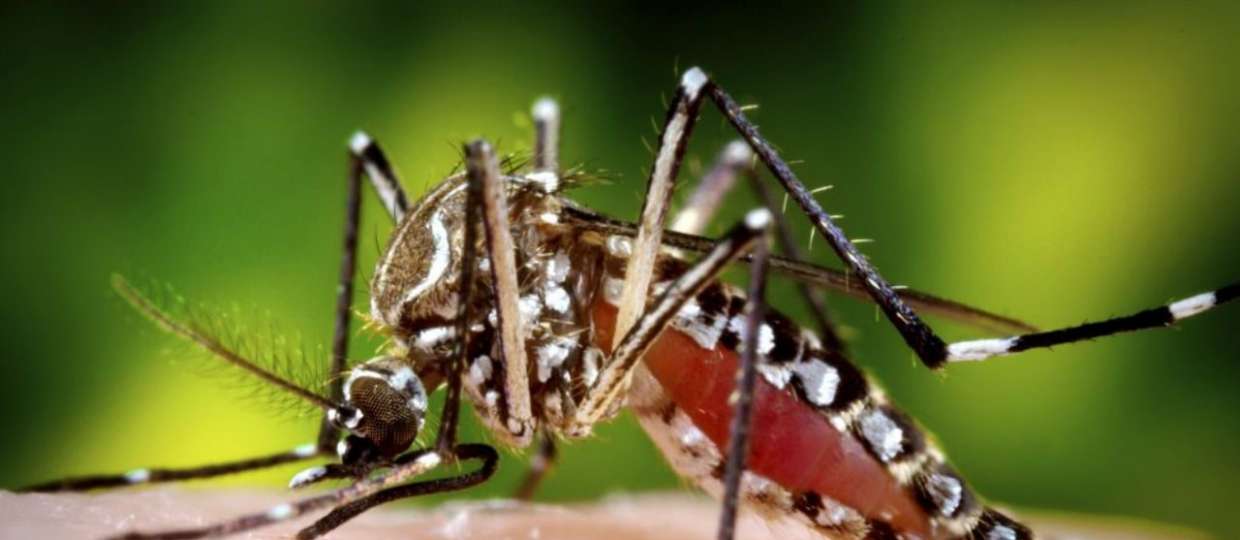 Interesting Facts About Mosquitoes to know about Tiny Monsters