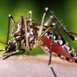 Amazing And Interesting Facts About Mosquitoes