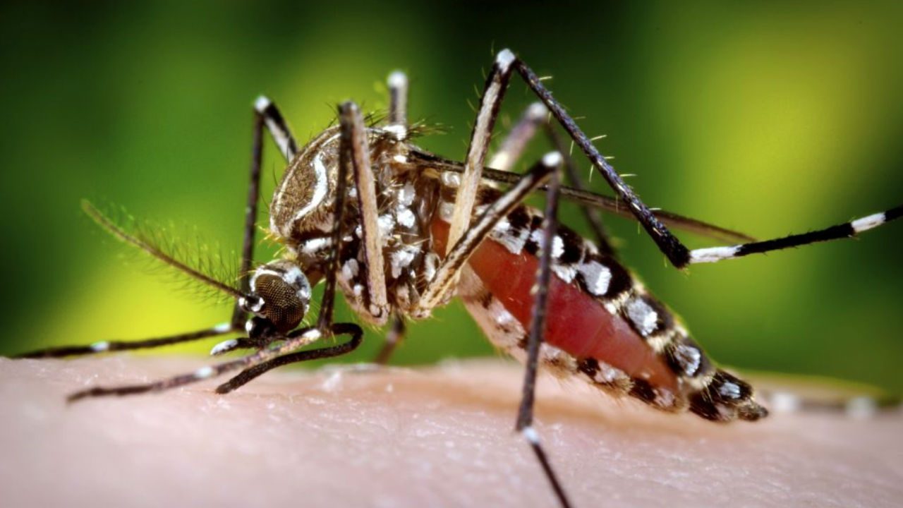 Amazing And Interesting Facts About Mosquitoes