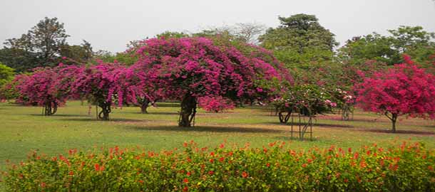 Bougainvillea Garden - Sector 2