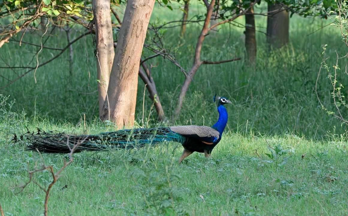 peacock in chandigarh nagar van city forest