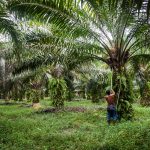 palm oil myths & facts