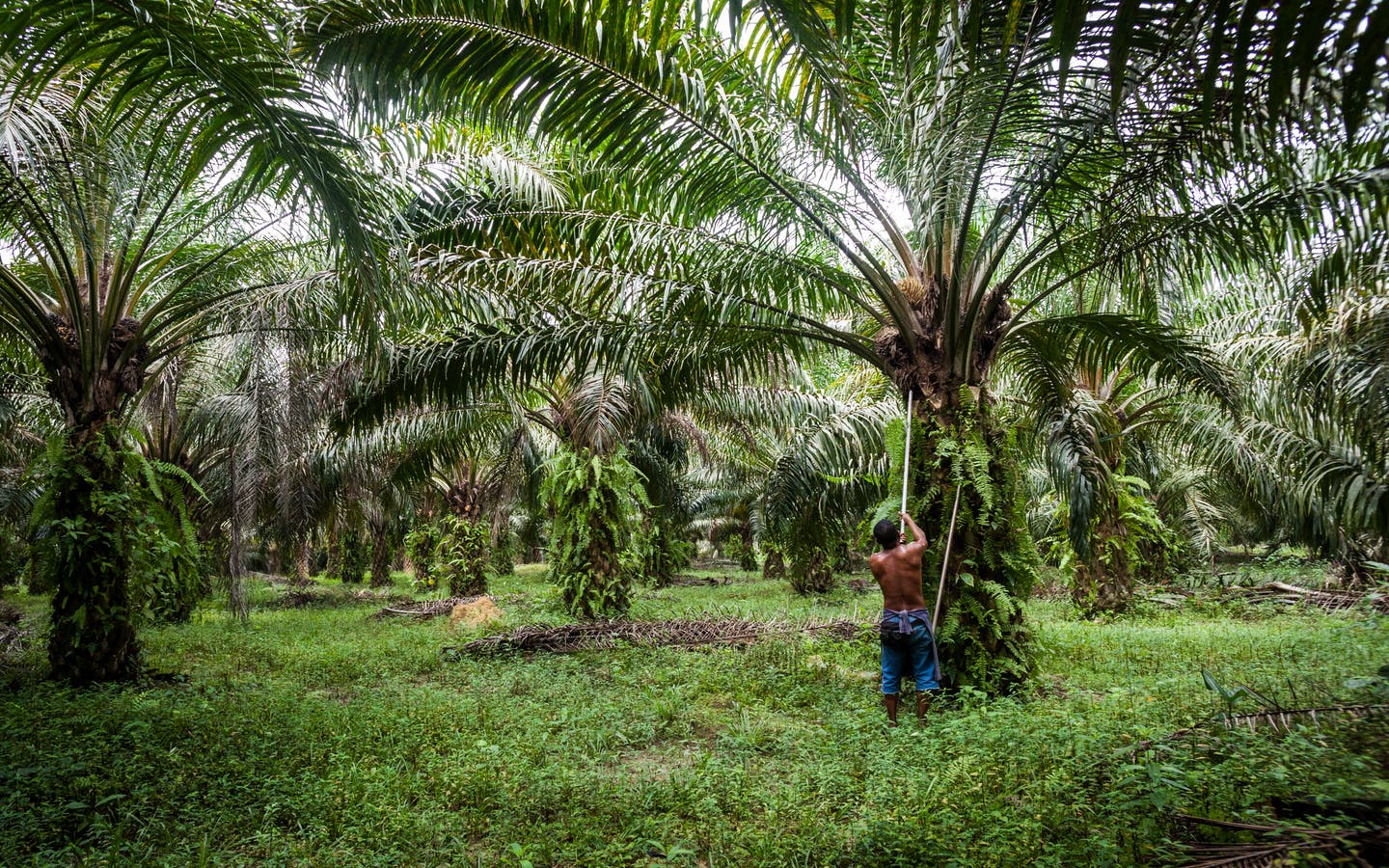 palm oil myths & facts