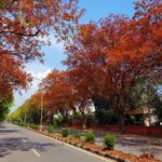 best time to visit chandigarh