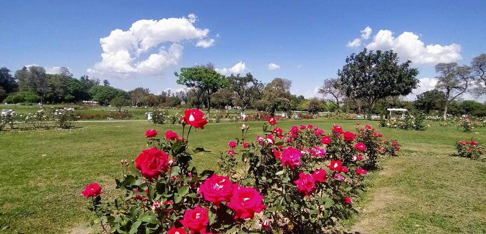 Zakir Hussain Rose Garden – A Blooming Paradise For You to Relax and Rejoice