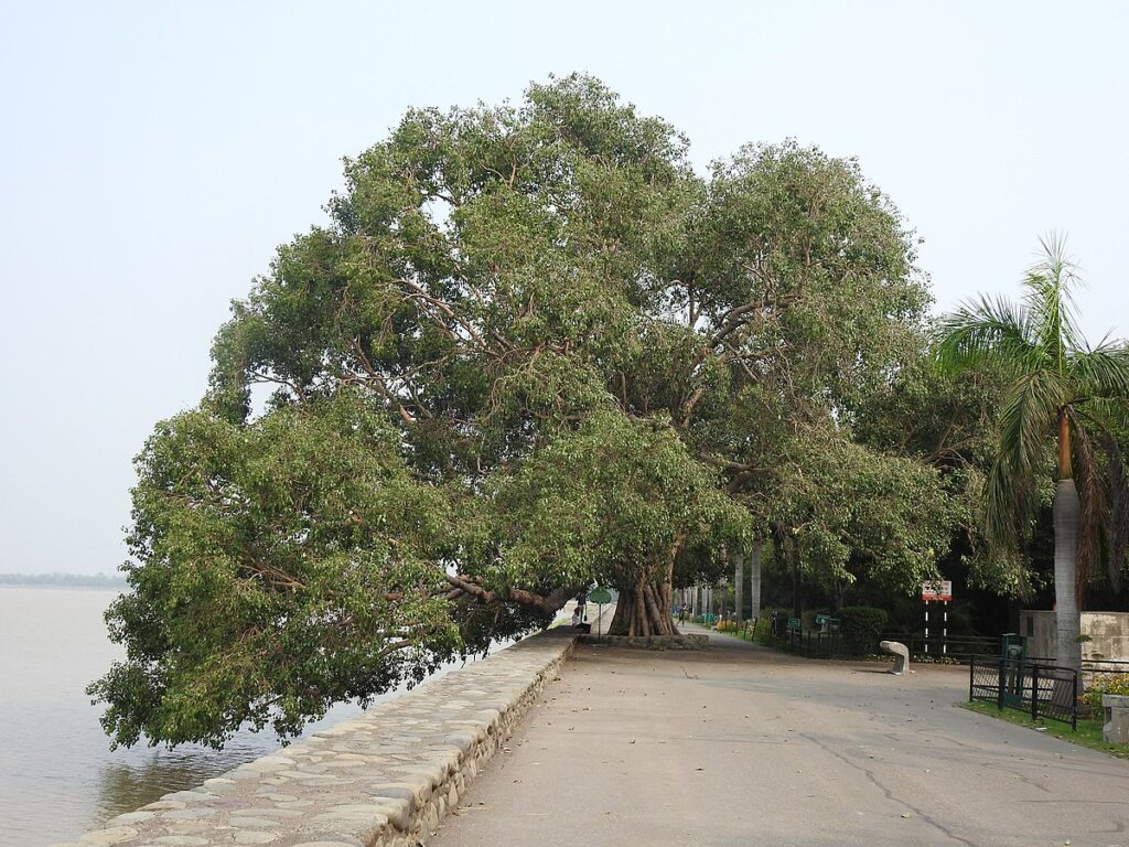 peepal tree at Sukhna lake Chandigarh 