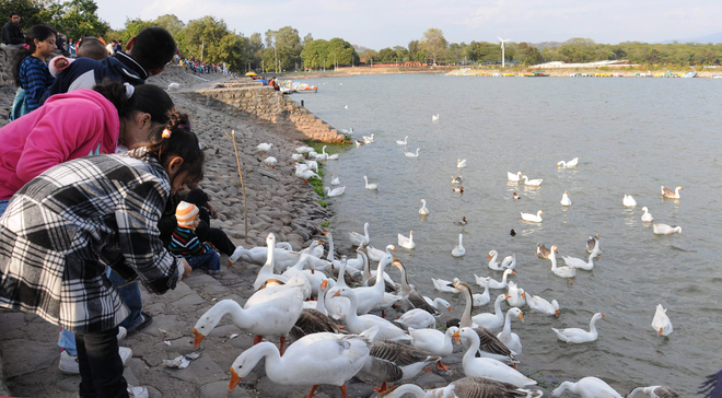 feeding the ducks at Sukhna lake Chandigarh 