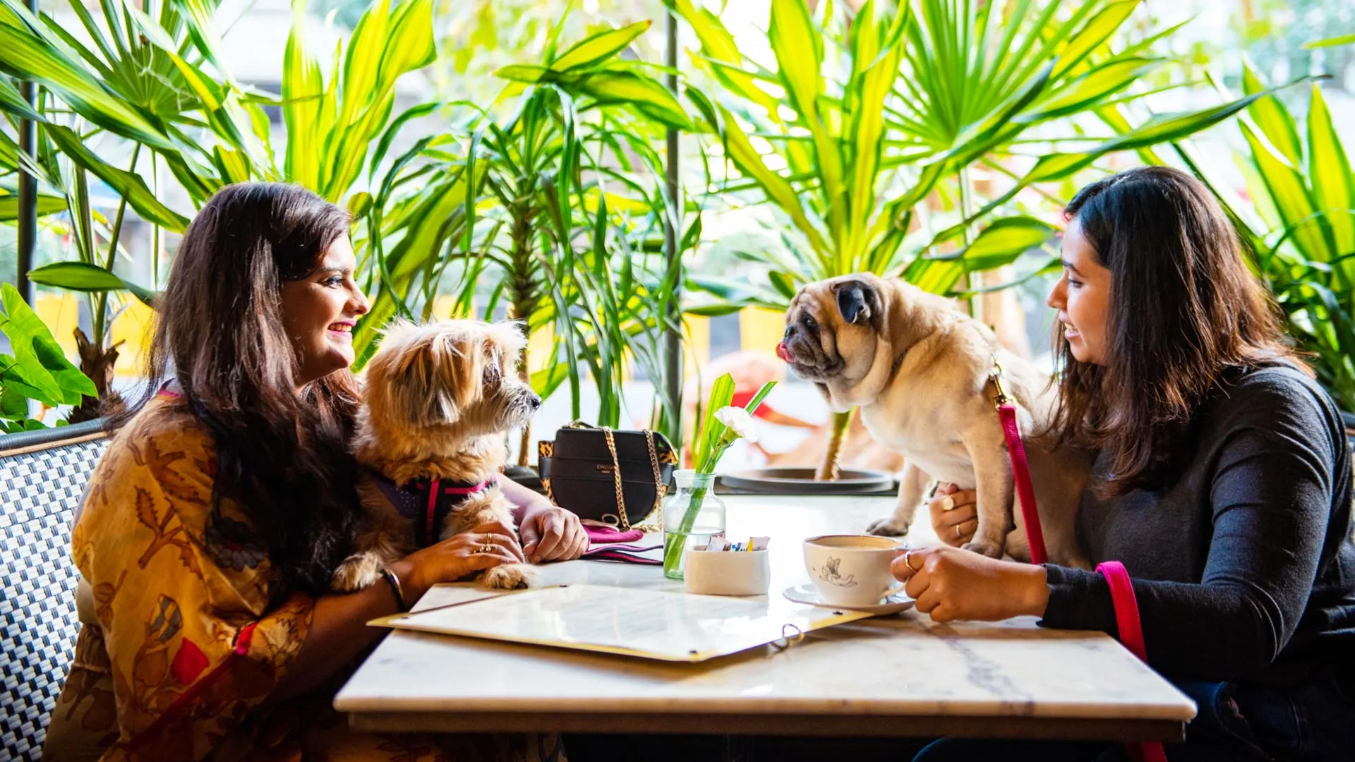 6-pet-friendly-restaurants-in-chandigarh-tricity-for-a-pawsome-time