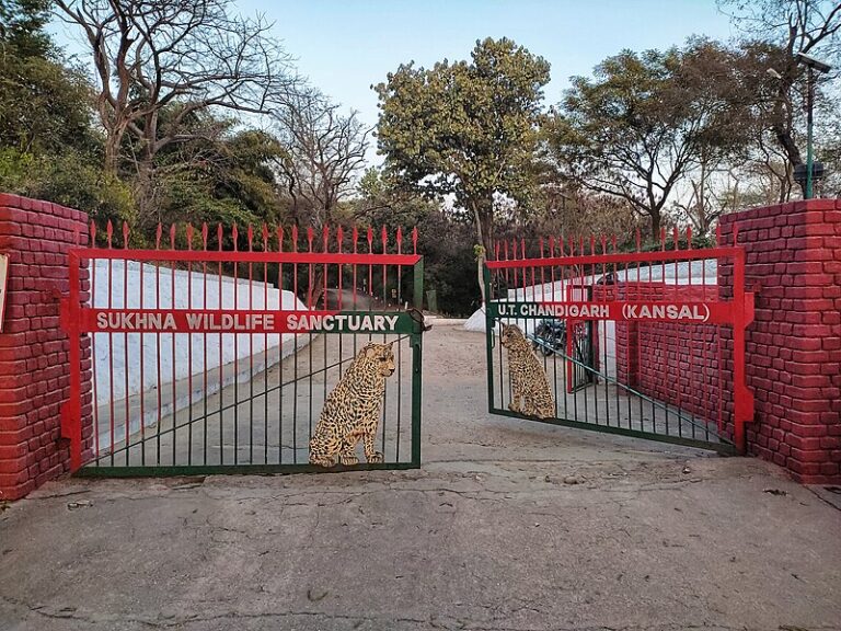 For Trekking Lovers – Explore The Beauty Of Nepli-Kansal Forest, Online Registration